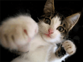a cat punching