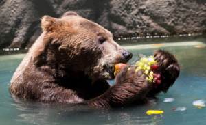 brown bear eating fruit while sitting in a lake
